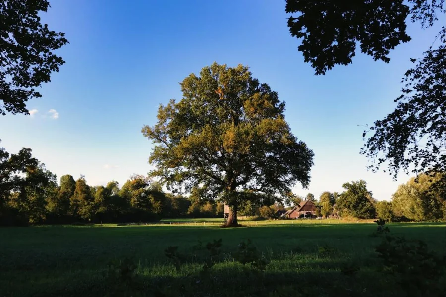 Mature oak in full leaf towering over a yard, house at the tree line