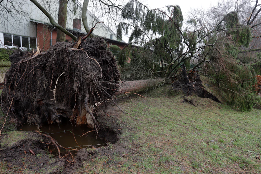 Large tree brought down across a yard after a storm