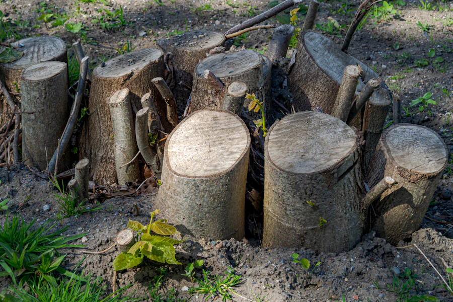 Freshly cut tree stumps ready for grinding