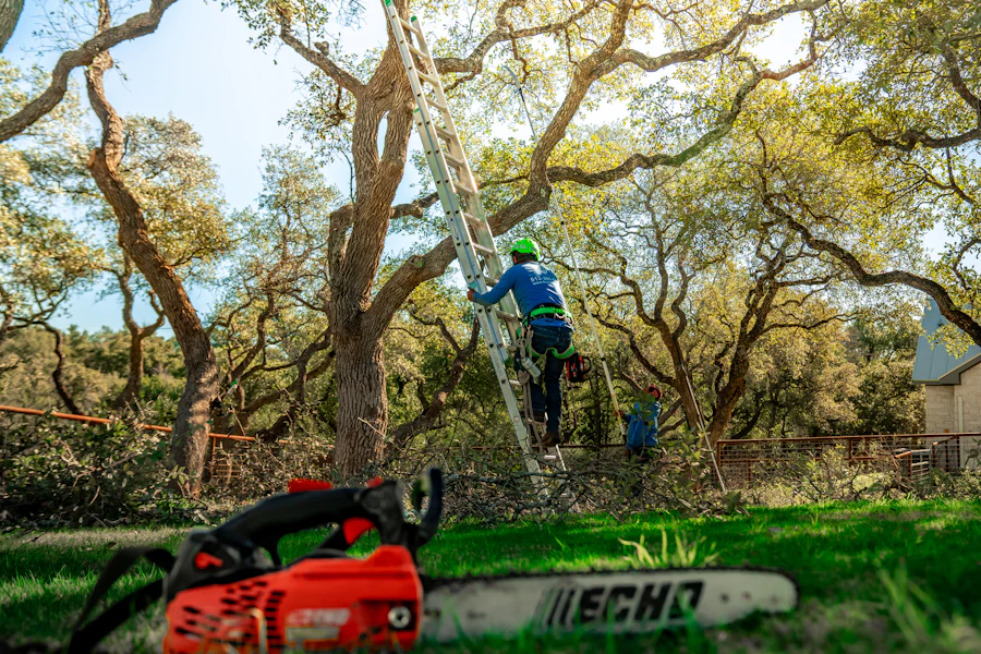 Arborist on a ladder pruning upper branches